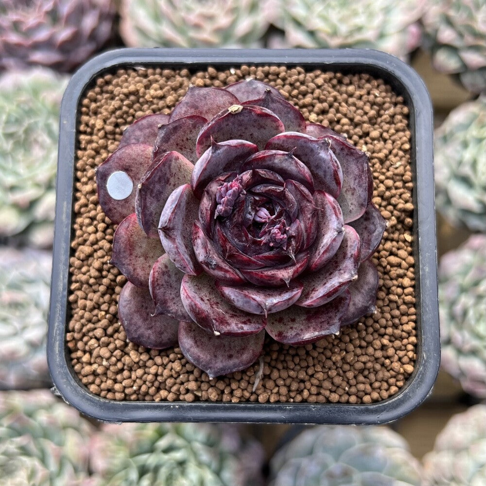 Echeveria 'Purple Oranda' 2