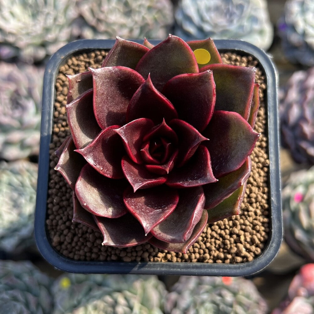 succulents kauai Echeveria 'Kauai' 2" Succulent Plant Cutting