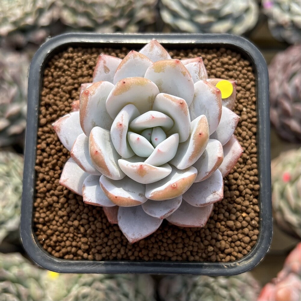 Echeveria 'Dyudyu' 2