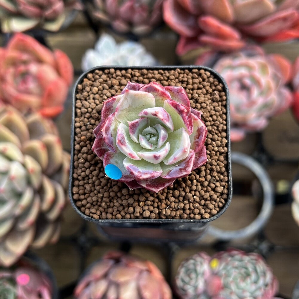 succulent shaped candy Echeveria 'Cotton Candy' 1" Changhee Hybrid Succulent Plant Cutting – True Succulents  Plant Co