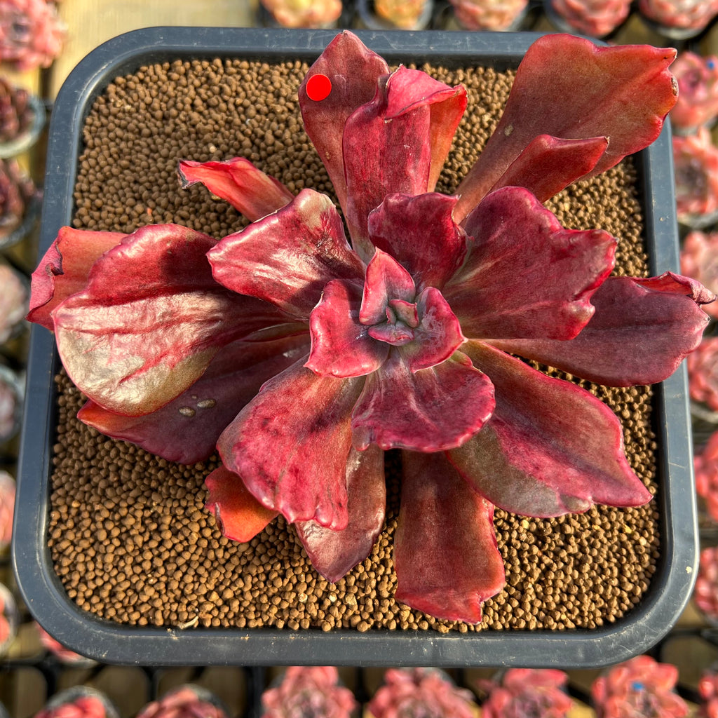 diamond variegata Echeveria 'Diamond State' Variegated 4