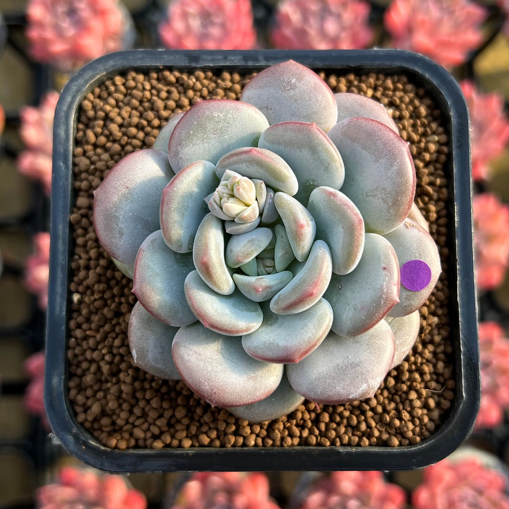 Echeveria 'Ice Cream' 2