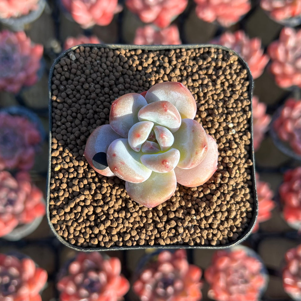 ebay succulents Echeveria 'Snow Star' 1