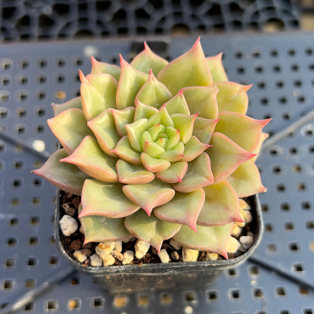 hwaga succulent Echeveria 'Tesla' 2" Hwaga Hybrid Succulent Plant – True Succulents Plant  Co