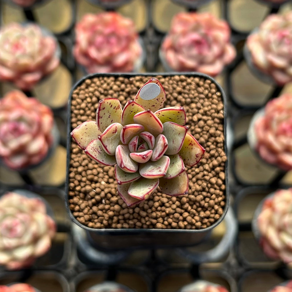Echeveria 'Hui' 1