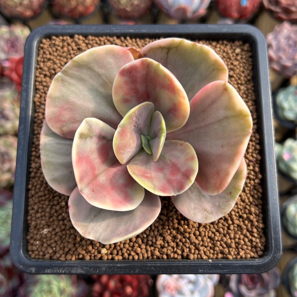 Photo_20Feb_2016_202024_2C_201