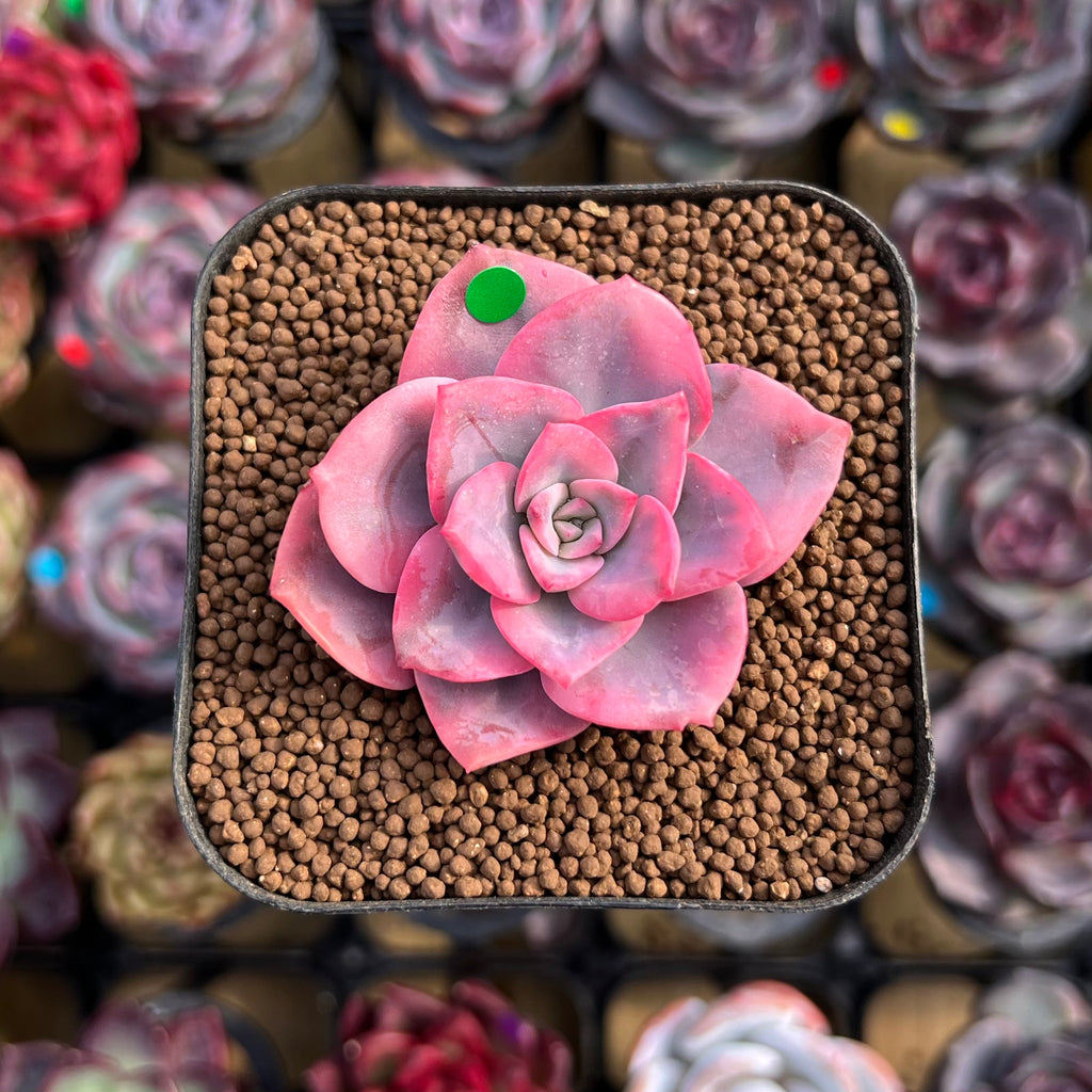 pink rose succulent garden Echeveria 'Pink Harin' Variegated 2" Succulent Plant Cutting – True  Succulents Plant Co