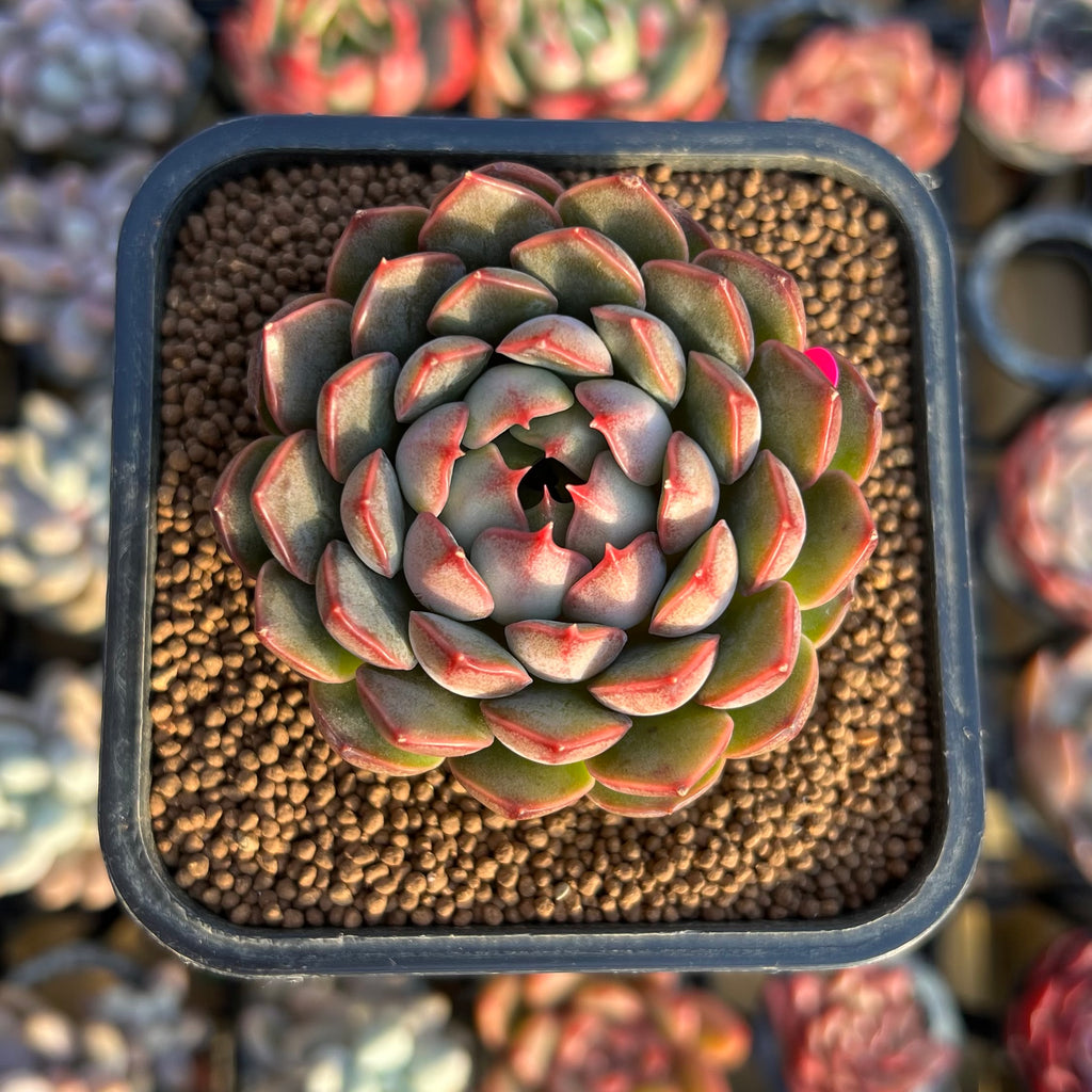 Echeveria Pink Stella 2 Succulent Plant True Succulents Plant Co echeveria-pink-stella-2-succulent-plant-true-succulents-plant-co