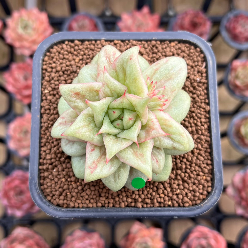 succulent leaves wrinkly Echeveria Agavoides 'Wrinkle Maria' 2" Succulent Plant Cutting