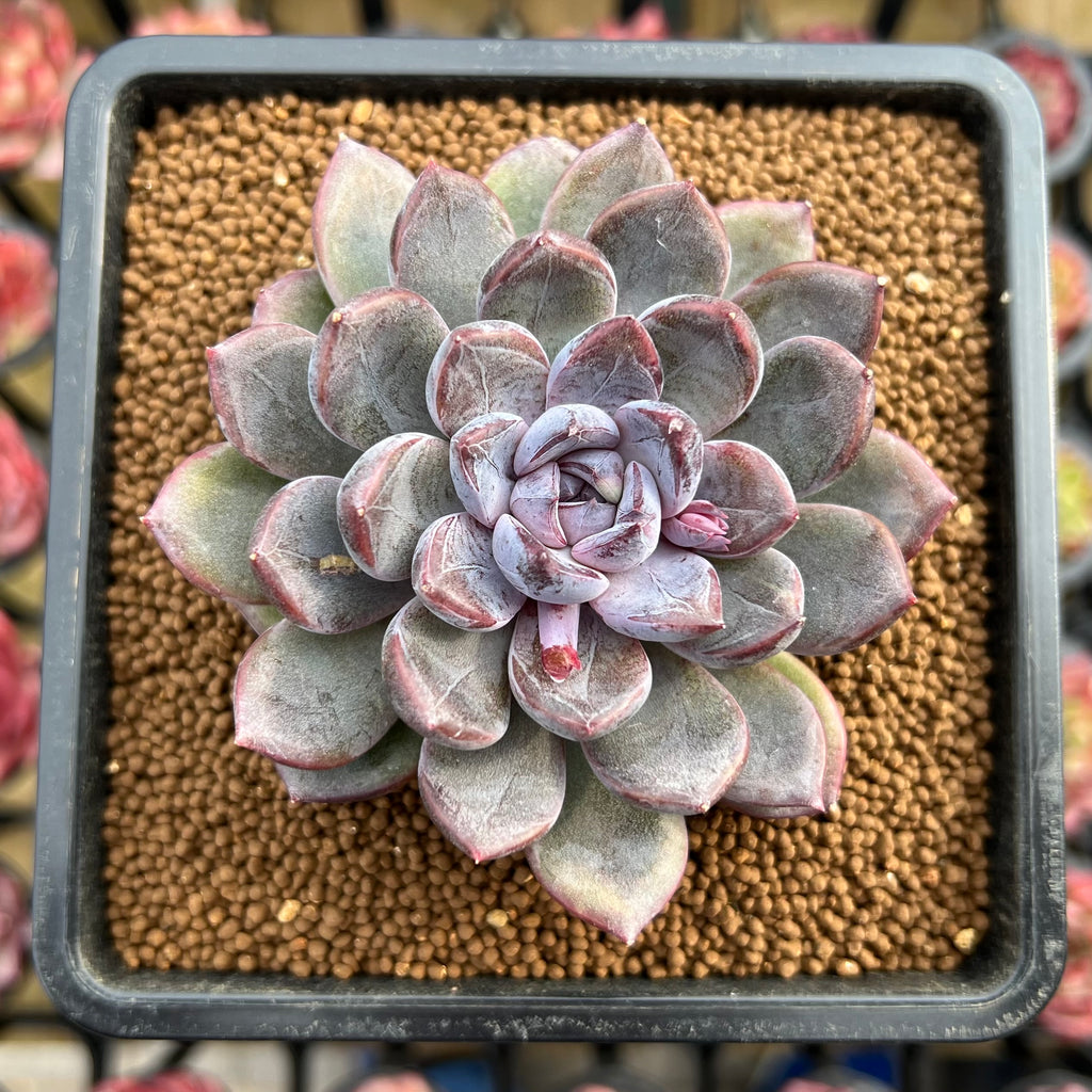 Echeveria 'Purple Stone' 2
