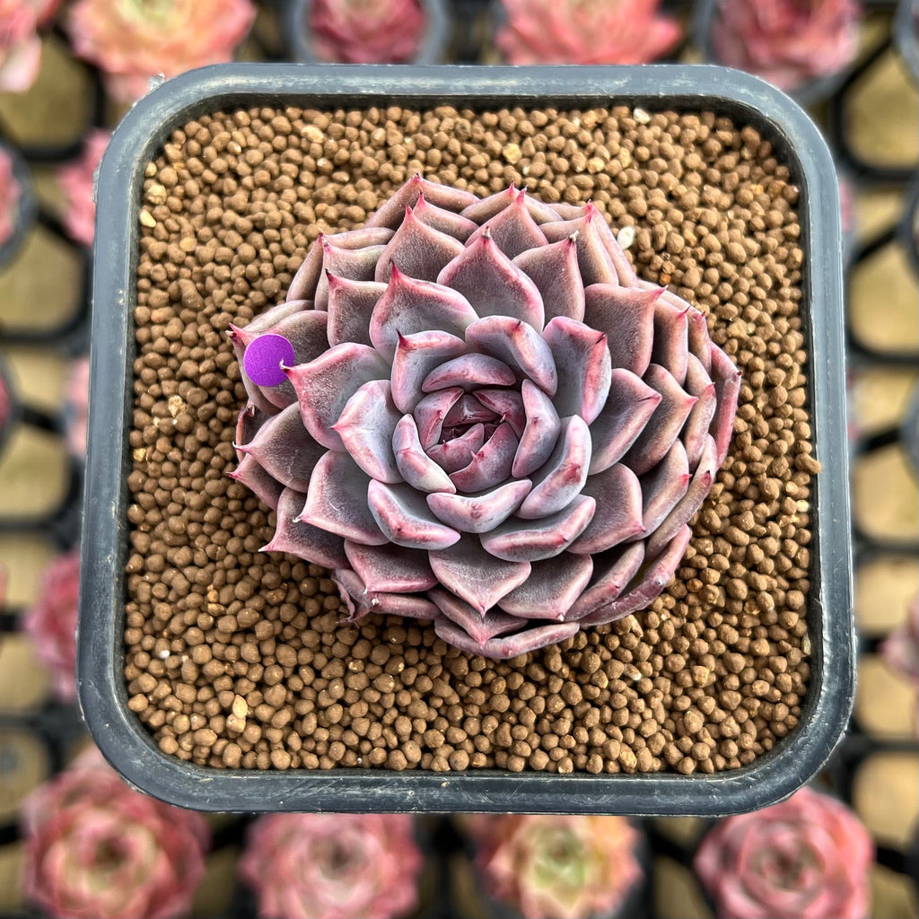 succulent daisy plant Echeveria 'Daisy' 2