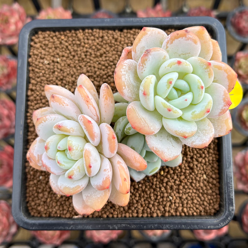 succulent white leaves Echeveria 'White Angel' 2" Succulent Plant Cutting – True Succulents Plant Co