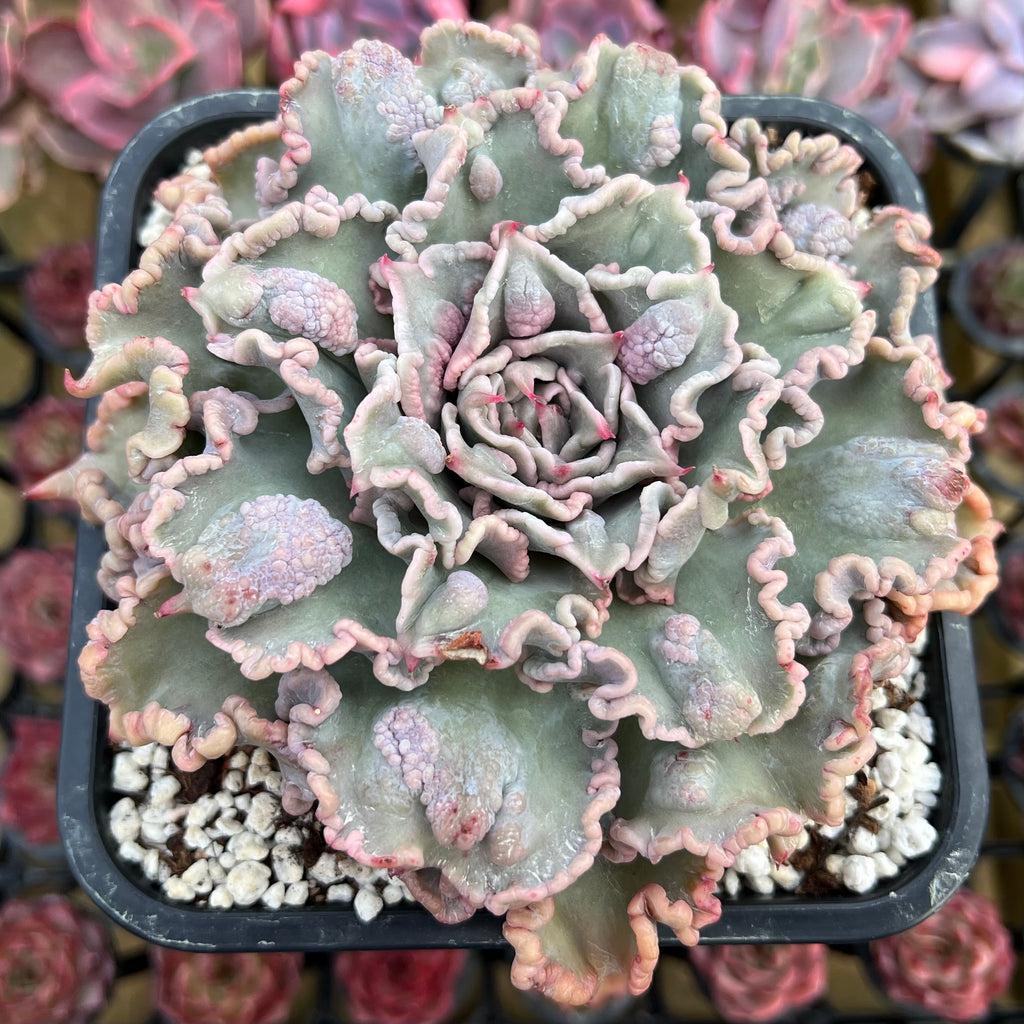 curly q succulent Echeveria 'Madiba' Curly/Carunculated 5" Large Succulent Plant Cutting