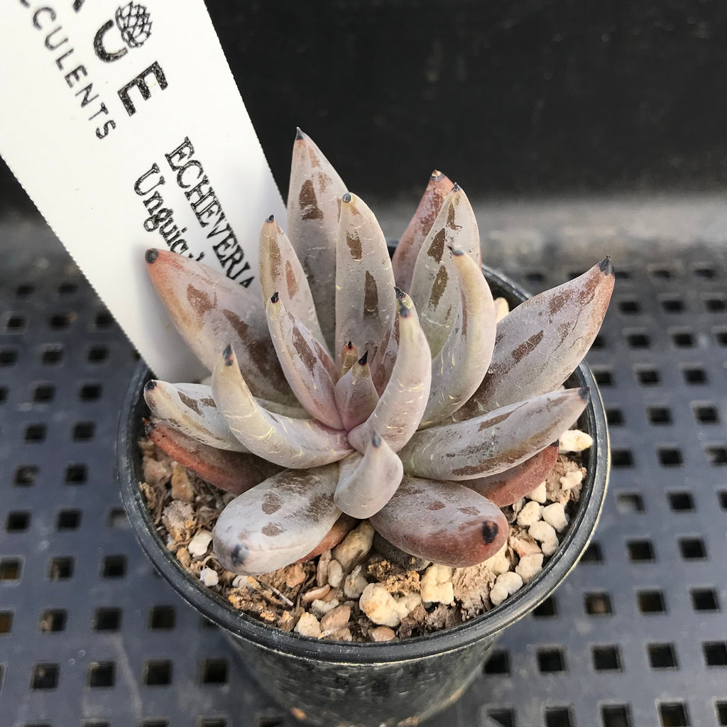 unguiculata succulent Echeveria Unguiculata 1" Succulent Plant