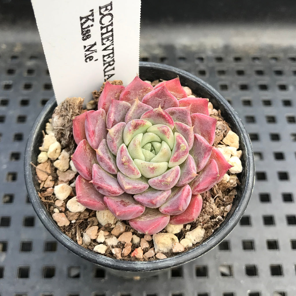 kissing succulent Echeveria 'Kiss Me' 1" Succulent Plant – True Succulents Plant Co