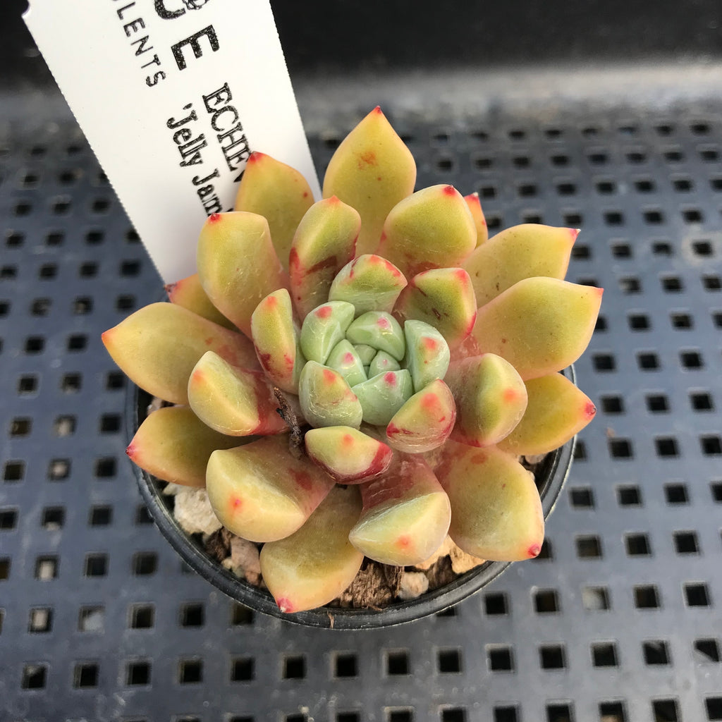 Echeveria 'Jelly Jam' 2" Succulent Plant True Succulents Plant Co.