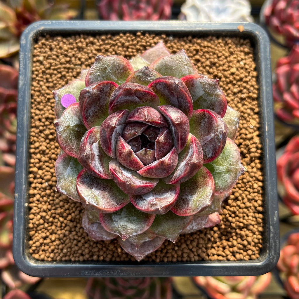 buy black succulents Echeveria 'Black Soul' 3