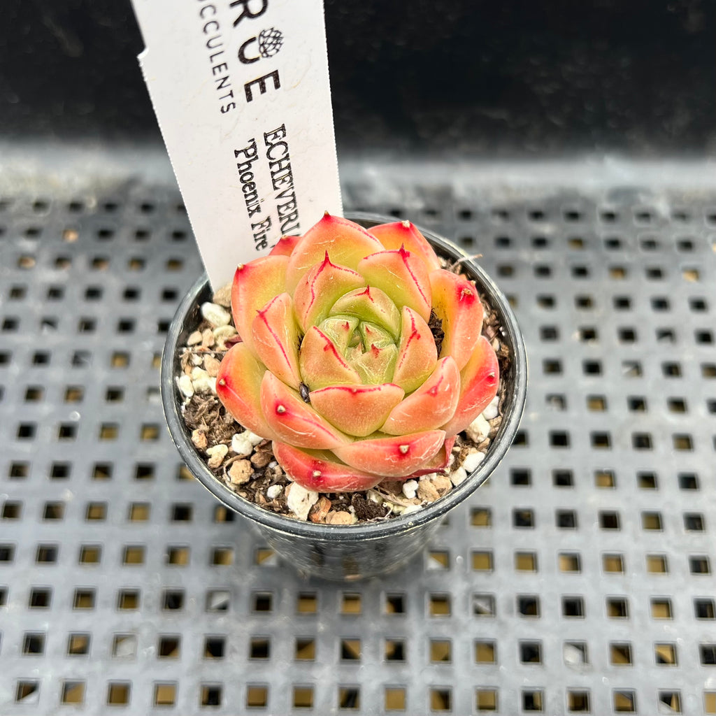 fire succulent Echeveria 'Phoenix Fire' 2" Succulent Plant
