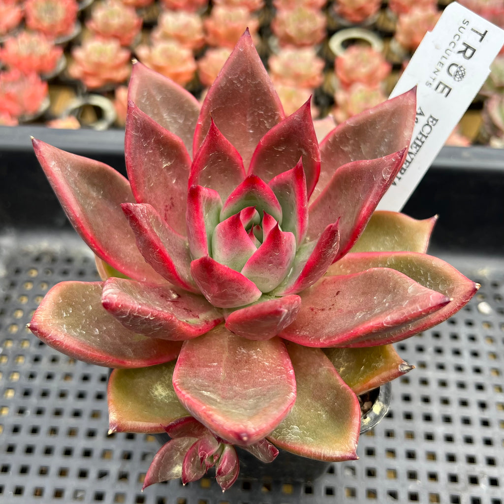 blood rose succulent Echeveria Agavoides 'Blood Queen' 3" Succulent Plant