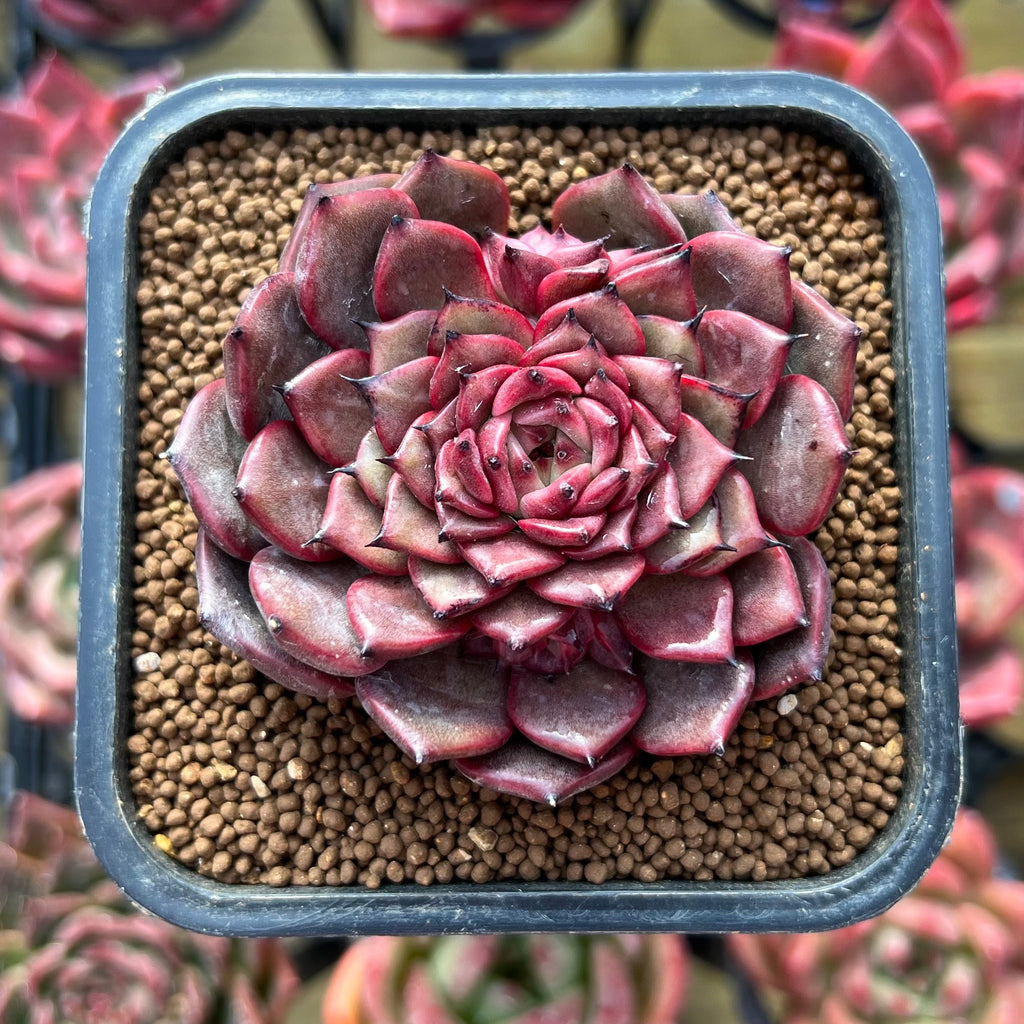 cindy succulents Echeveria 'Cindy' 2" Succulent Plant