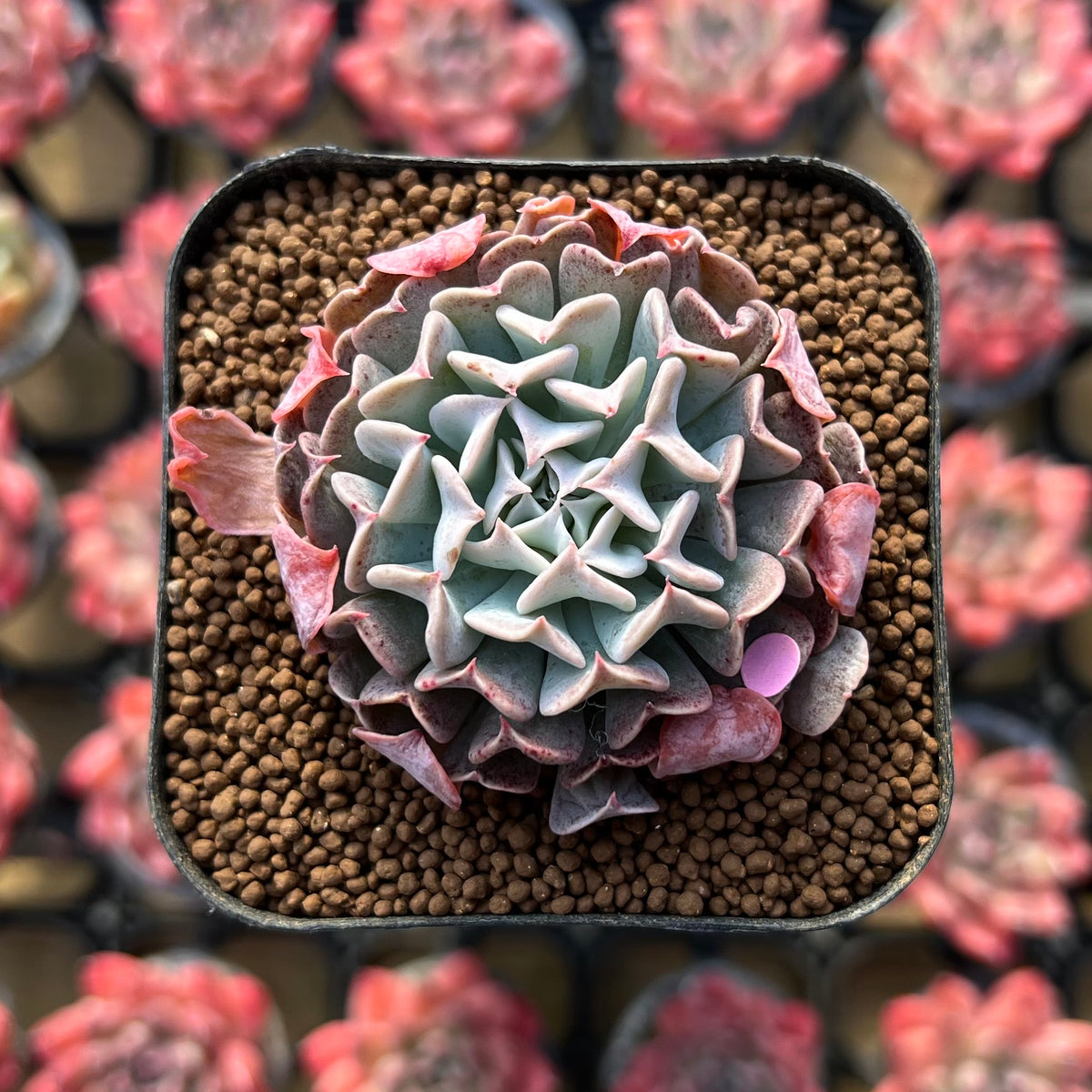 Echeveria 'Revolution' 1"-2" Succulent Plant Cutting