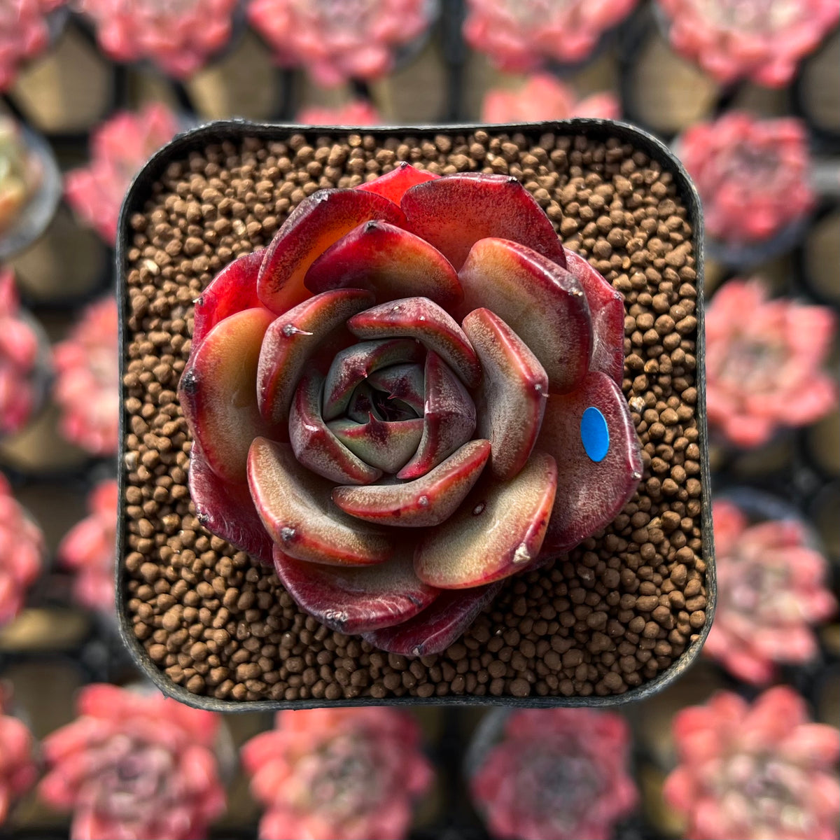 Echeveria 'Melodious' Type A 1"-2" Succulent Plant Cutting