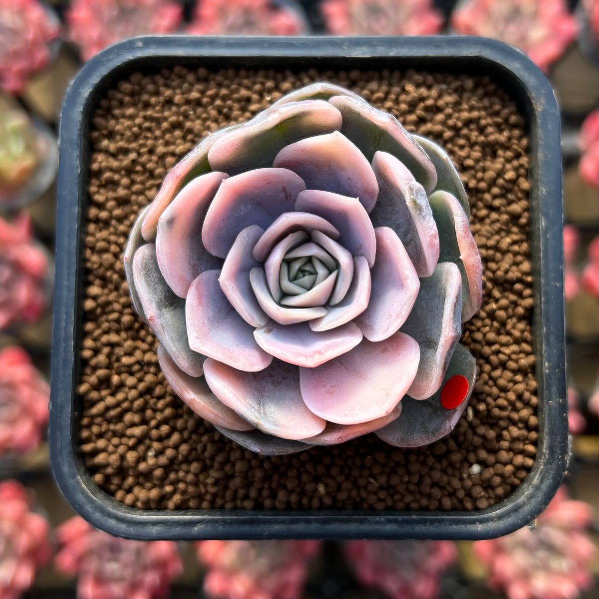 Echeveria 'Blue Surprise' Variegated 2" Succulent Plant Cutting
