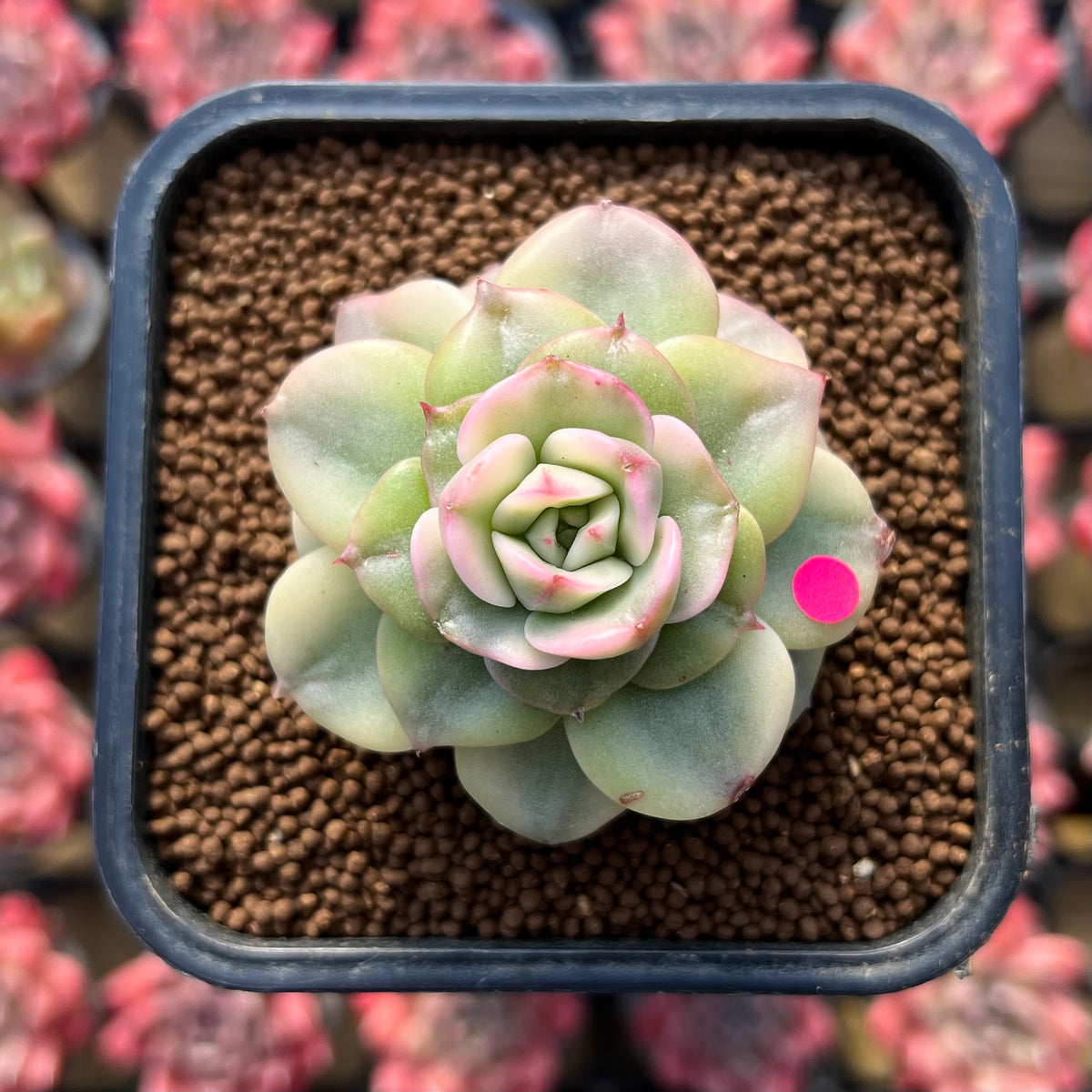 Sedeveria 'Rolly' Variegated 2" Succulent Plant Cutting