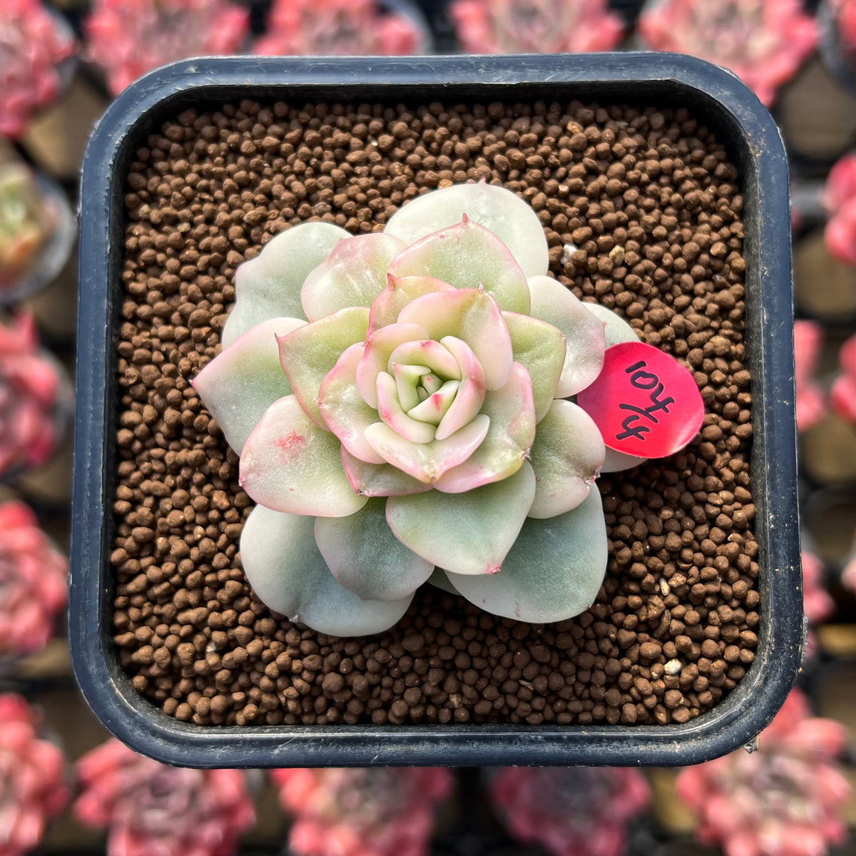 Sedeveria 'Rolly' Variegated 2" Succulent Plant Cutting