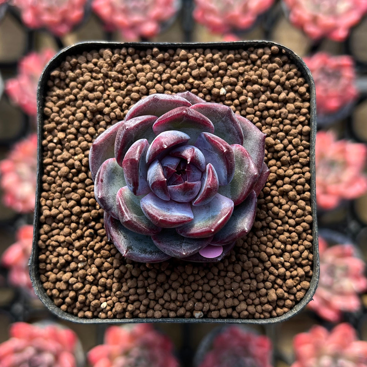Echeveria 'Wild Berry' 1" Succulent Plant Cutting