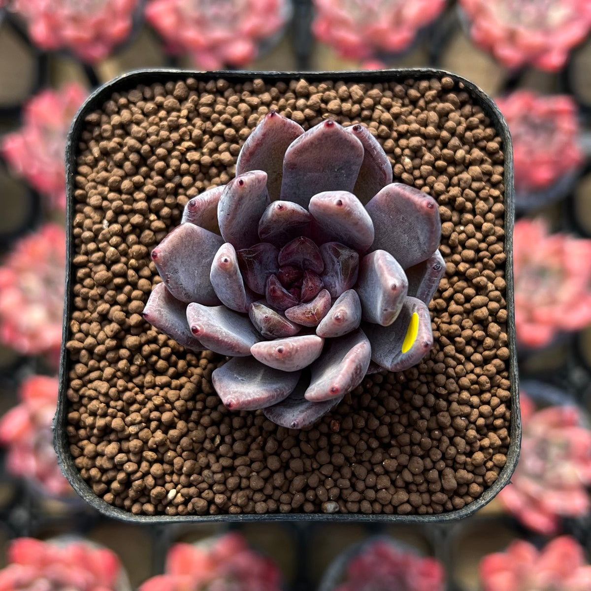 Echeveria 'Hyalina' x 'Blood Maria' Hybrid 1"-2" Flower Village Hybrid Succulent Plant Cutting