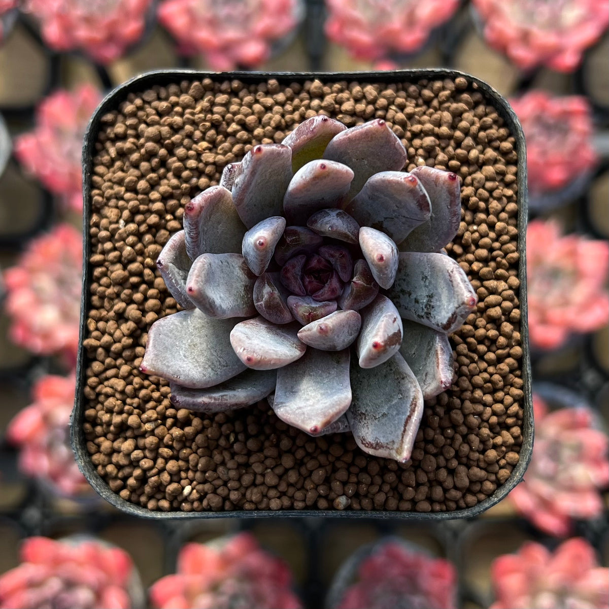 Echeveria 'Hyalina' x 'Blood Maria' Hybrid 1"-2" Flower Village Hybrid Succulent Plant Cutting