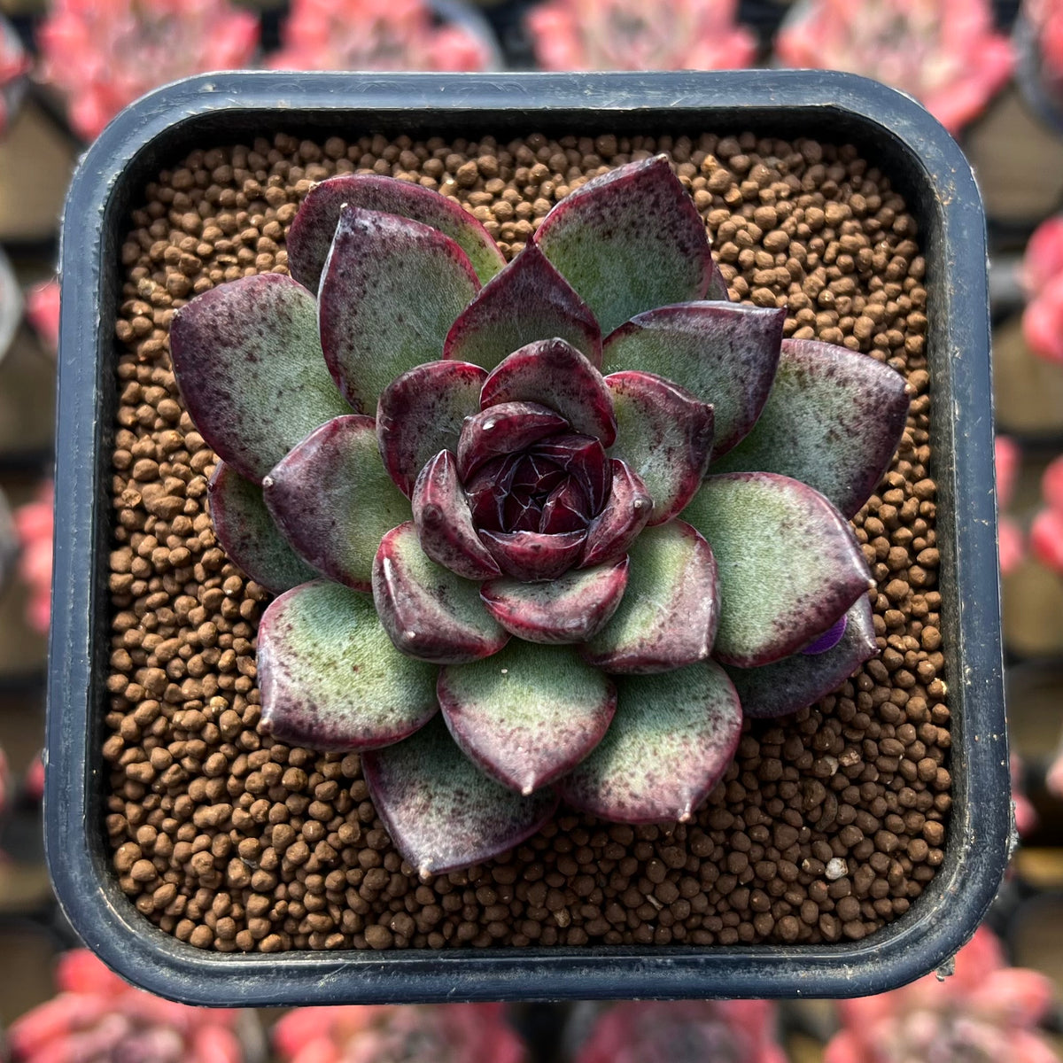 Echeveria 'Black Bear' 2" Succulent Plant Cutting