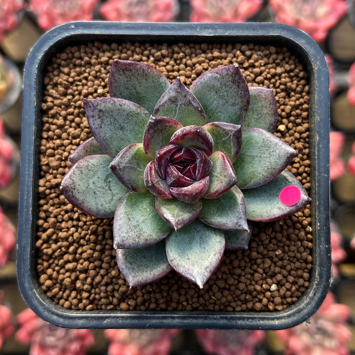 Echeveria 'Black Bear' 2" Succulent Plant Cutting