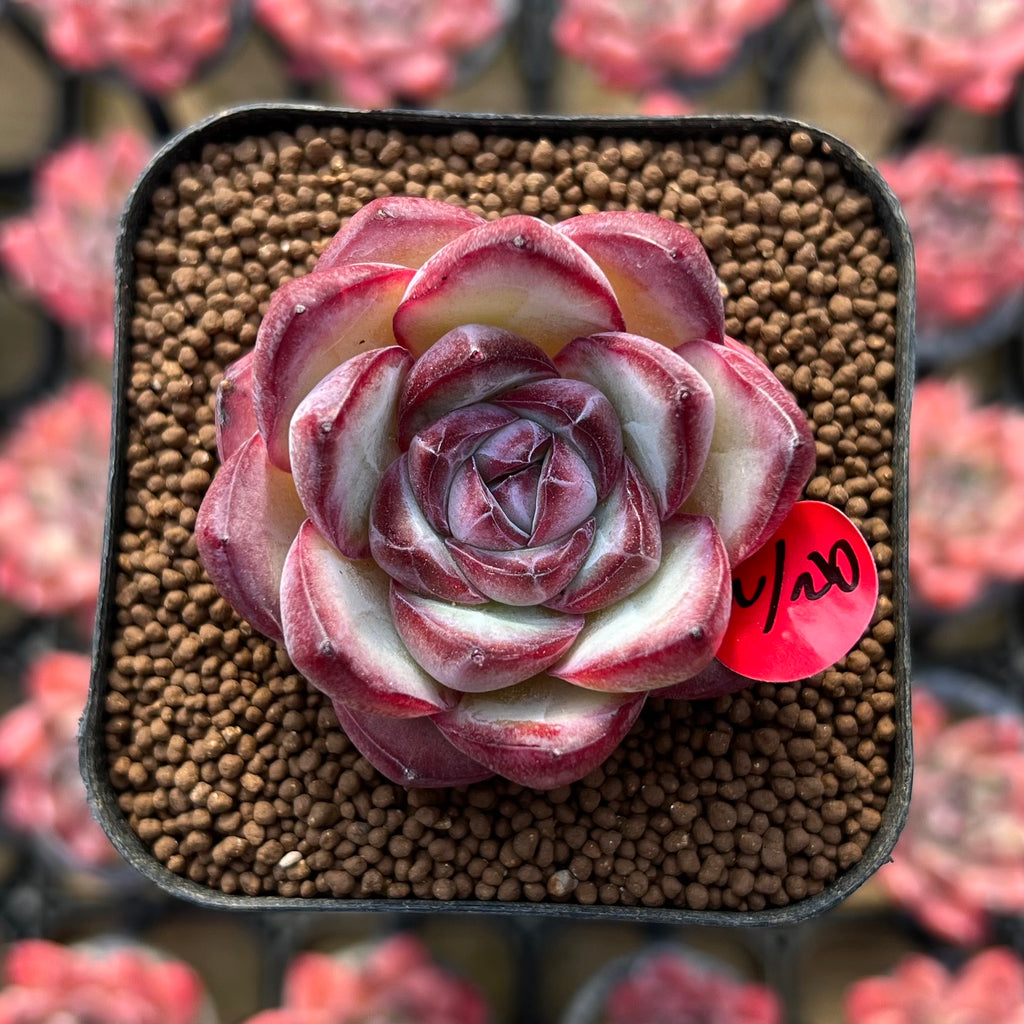 chubby cheeks succulent Echeveria 'Chubby Bunny' 1"-2" Succulent Plant Cutting – True Succulents Plant Co