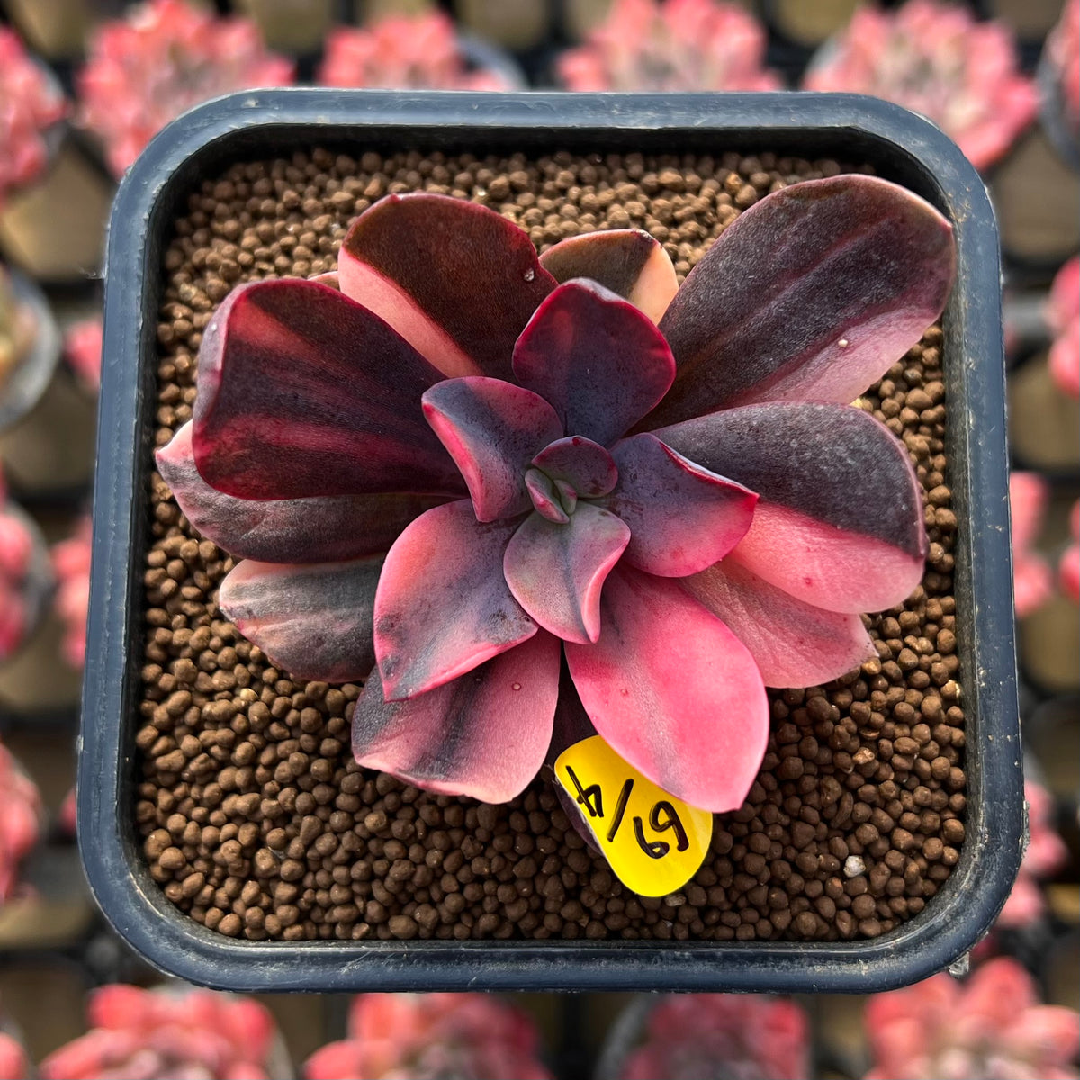 Echeveria 'Hanaikada' Variegated 1"-2" Succulent Plant Cutting