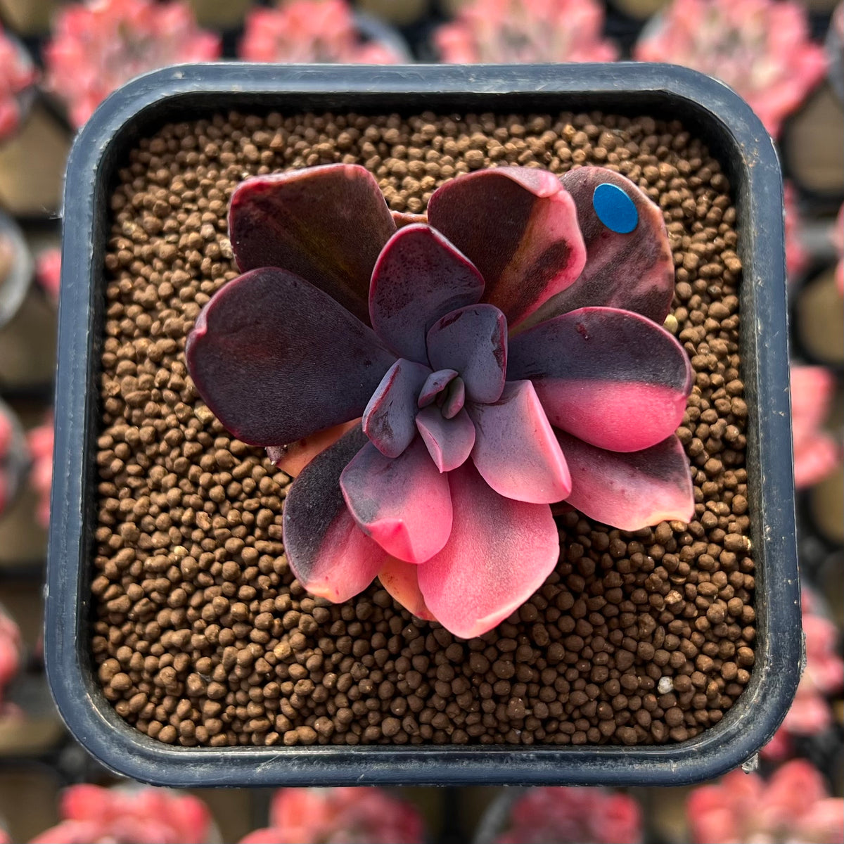 Echeveria 'Hanaikada' Variegated 1"-2" Succulent Plant Cutting