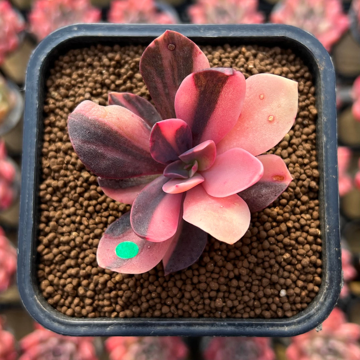Echeveria 'Hanaikada' Variegated 1"-2" Succulent Plant Cutting