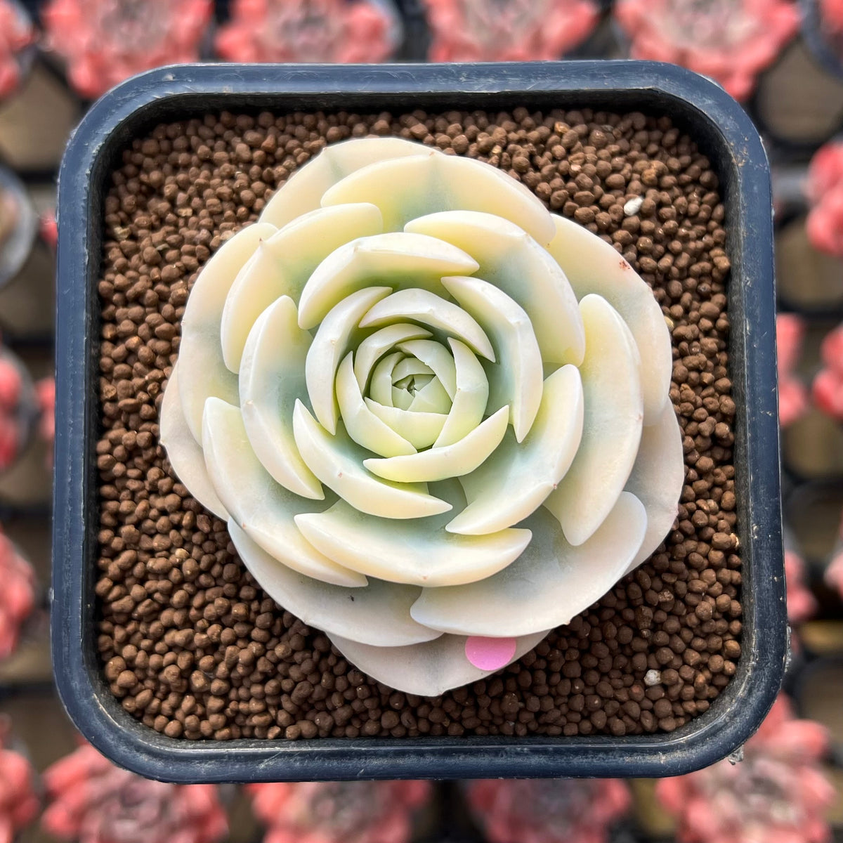 Echeveria Runyonii Variegated (Aka Echeveria 'Akaihosi' Variegated) Round Leaf 2" Succulent Plant Cutting
