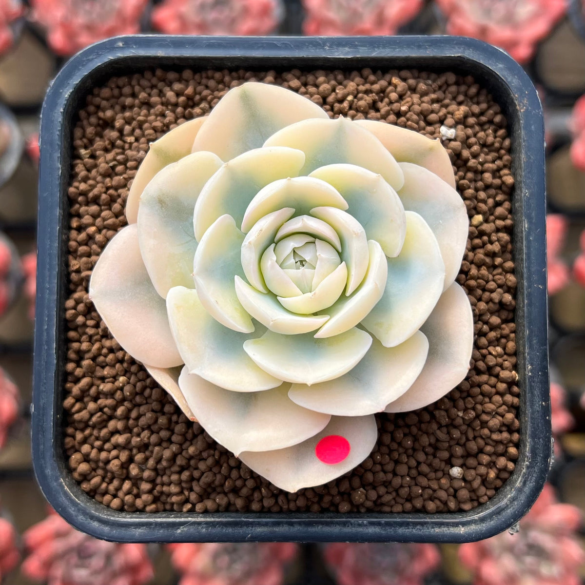 Echeveria Runyonii Variegated (Aka Echeveria 'Akaihosi' Variegated) Round Leaf 2" Succulent Plant Cutting