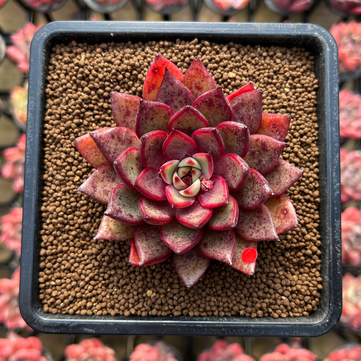 Echeveria 'Black Rose' x 'Longissima' Hybrid 3" Flower Village Hybrid Succulent Plant Cutting