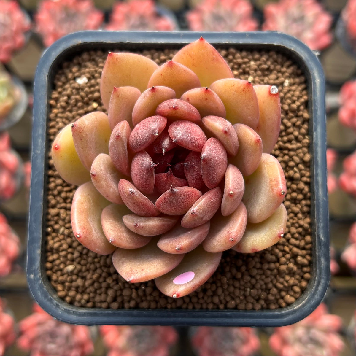Echeveria 'Blood Queen' x 'Elegans' Hybrid 2" Flower Village Hybrid Succulent Plant Cutting
