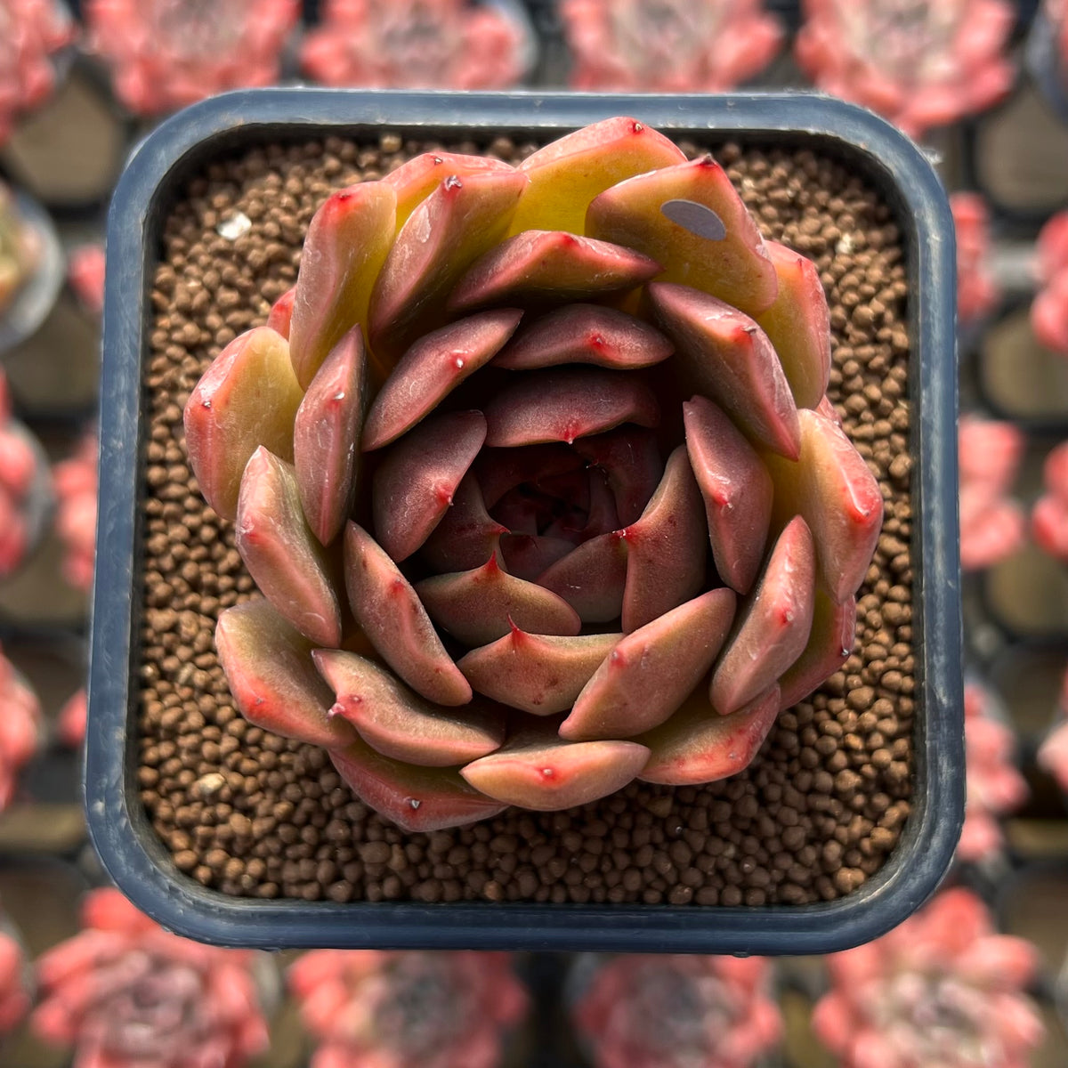 Echeveria Hybrid sp. x 'Maria' Hybrid 2" Flower Village Hybrid Succulent Plant Cutting