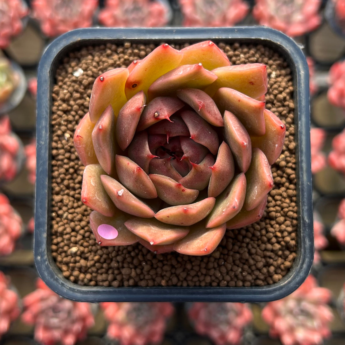 Echeveria Hybrid sp. x 'Maria' Hybrid 2" Flower Village Hybrid Succulent Plant Cutting
