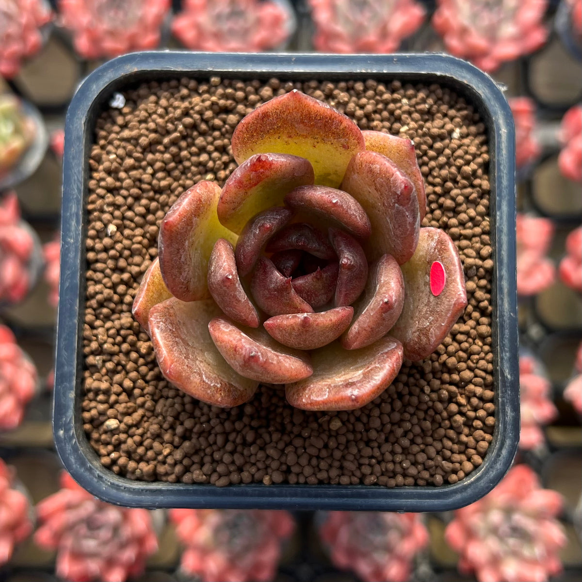 Echeveria Laui x 'Black Queen' Hybrid 2" Flower Village Hybrid Succulent Plant Cutting