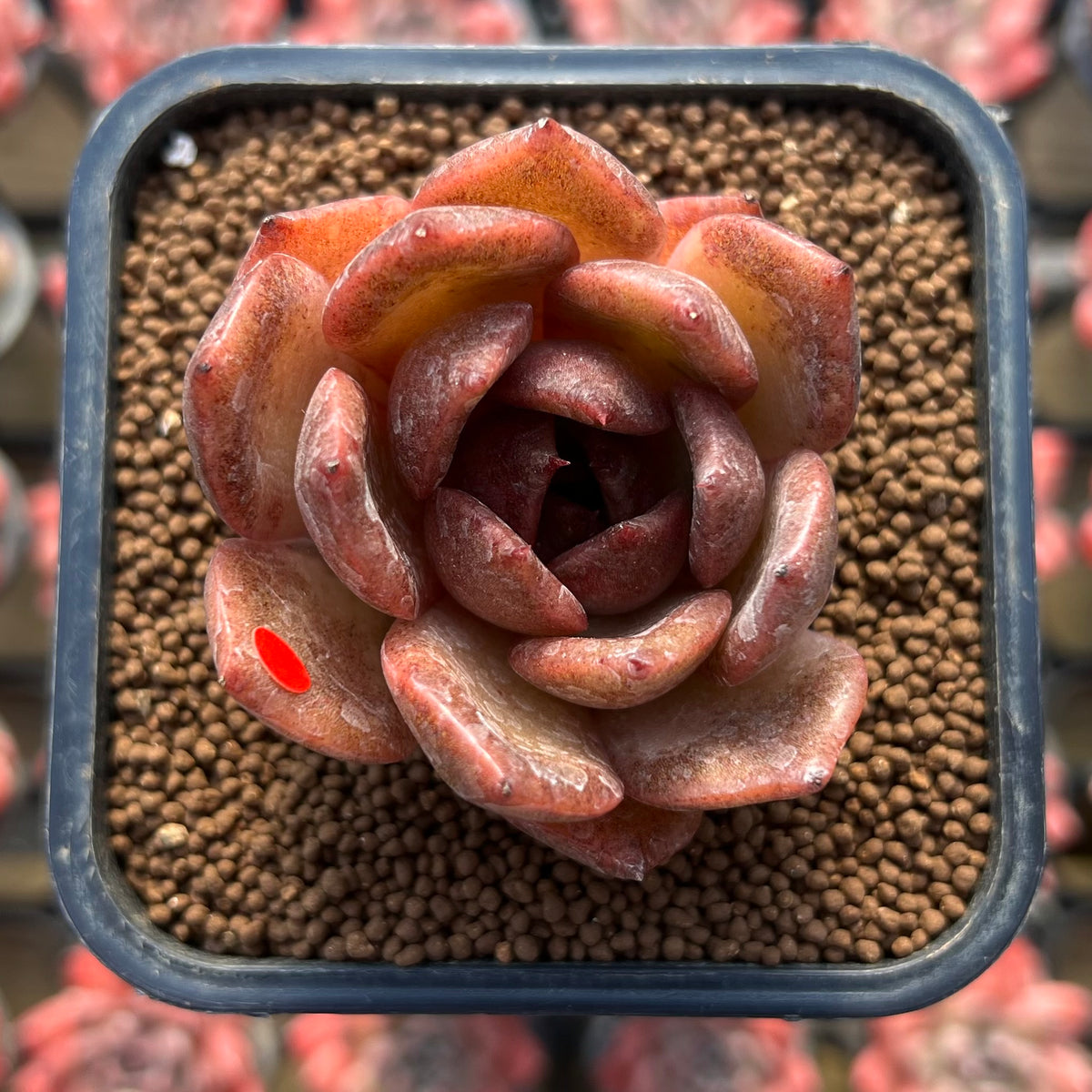 Echeveria Laui x 'Black Queen' Hybrid 2" Flower Village Hybrid Succulent Plant Cutting