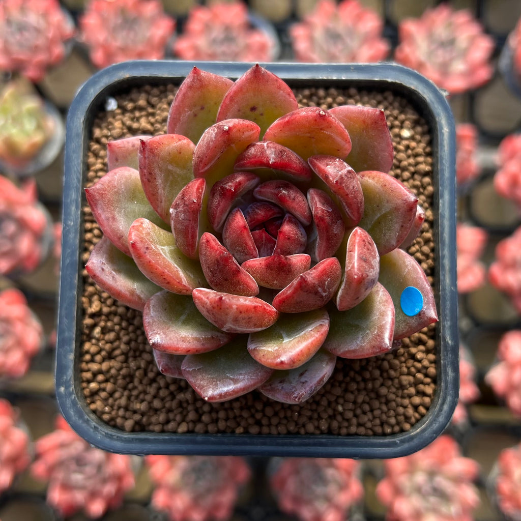 Echeveria 'Tinker Lenny' Red Type 2