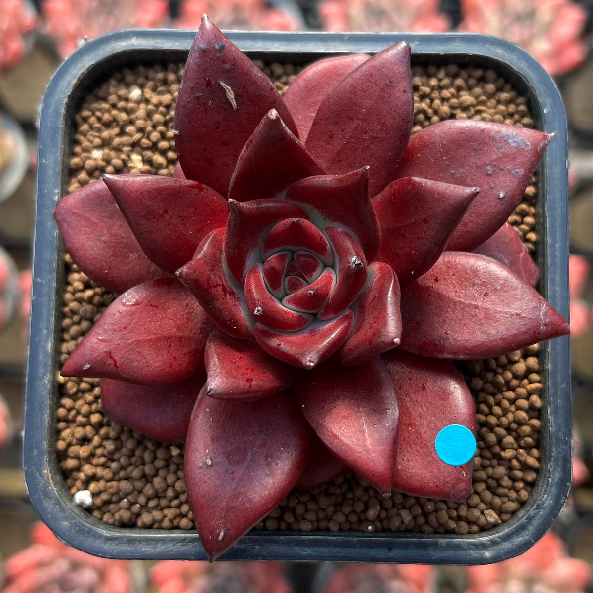 Echeveria Agavoides 'Luming' 2" Succulent Plant Cutting