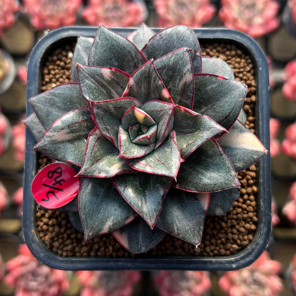 Echeveria 'Monocerotis' Variegated 2"-3" Large Succulent Plant Cutting