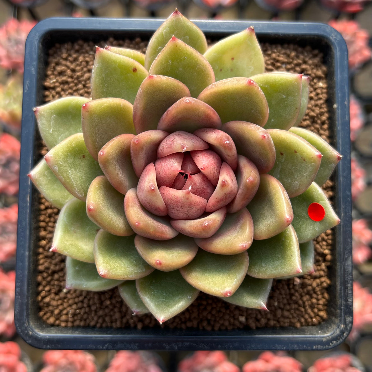 Echeveria 'Gold Corderoyi' Hybrid 3"-4" Flower Village Hybrid Succulent Plant Cutting